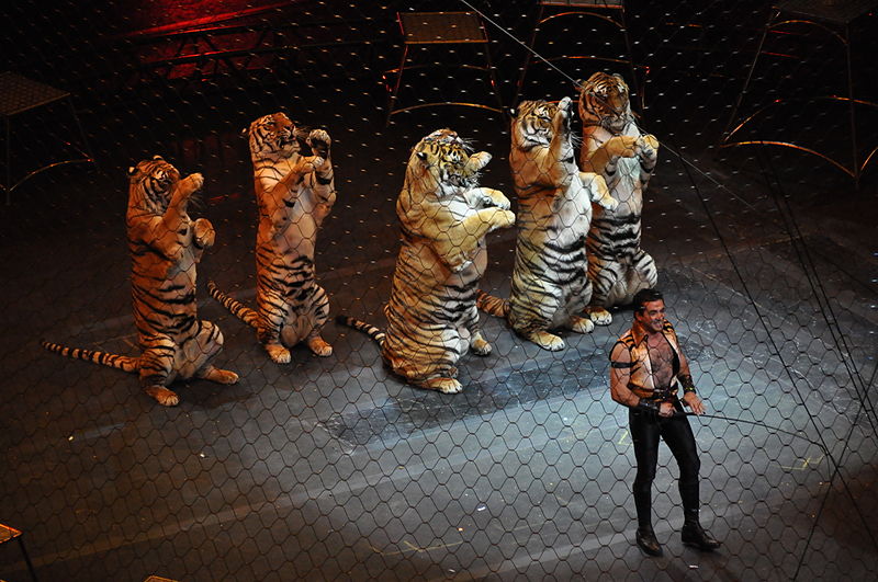 Will New York State Be Next To Ban Animal Circuses? - Voters For Animal  Rights