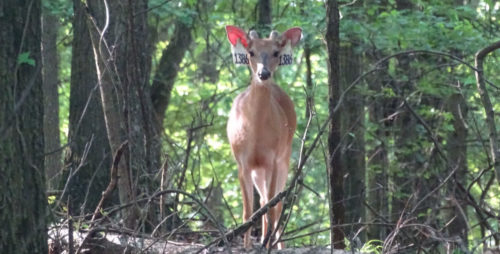 Staten Island Deer