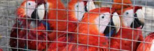parrots crowded in a small cage