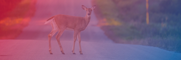 A deer stands in the road