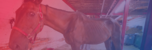 Ryder, the NYC carriage horse, in his stable after collapsing.