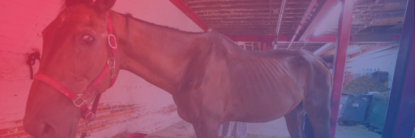 Ryder, the NYC carriage horse, in his stable after collapsing.