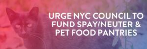 Ask NYC Council to Fund Spay/Neuter and Pet Food Pantries in the FY 2027 City Budget