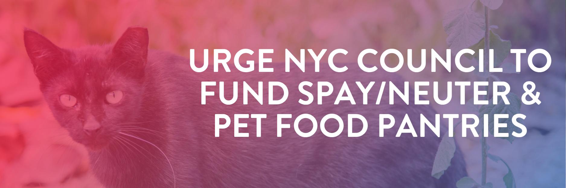 Ask NYC Council to Fund Spay/Neuter and Pet Food Pantries in the FY 2027 City Budget